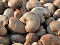 Raw cashew in shells